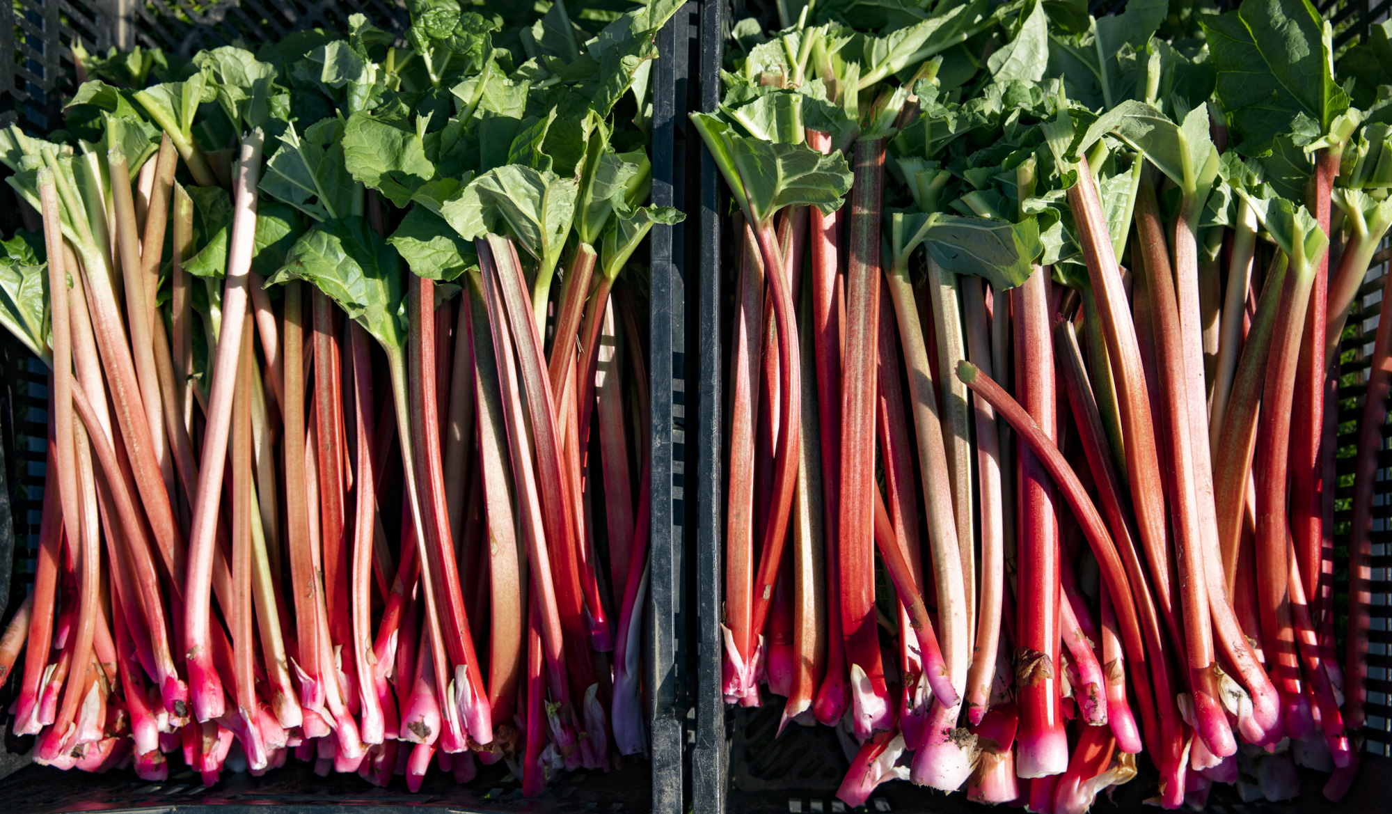 Photo of Sagaponack Farm Distillery